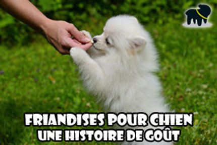 friandise pour chien