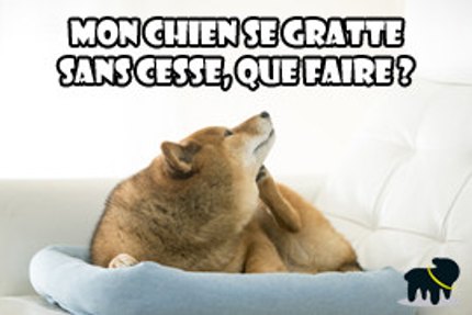 mon chien se gratte