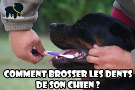 brosser les dents de son chien