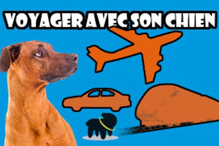 voyager avec son chien