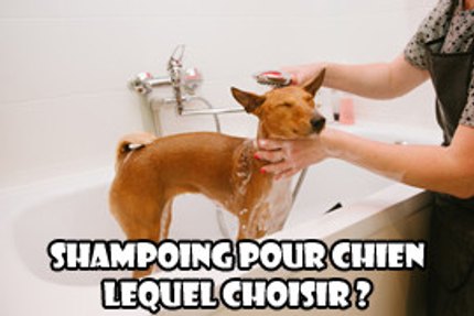 shampoing pour chien