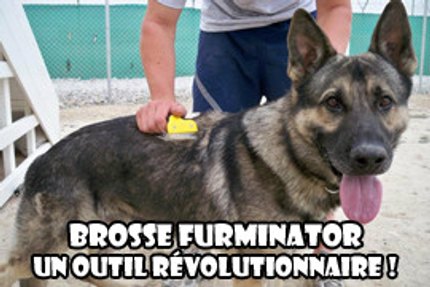 brosse furminator chien
