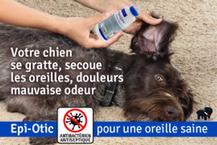 otite chien
