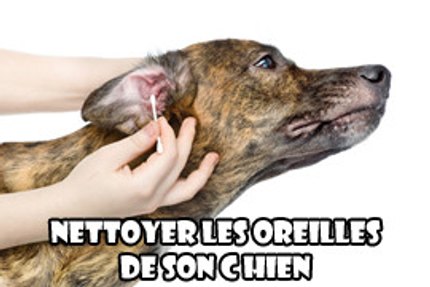 nettoyer oreille chien