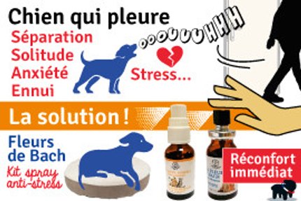 chien qui pleure