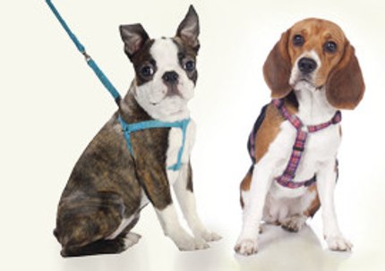 Harnais ou collier ? Ce qui convient le mieux pour mon chien.