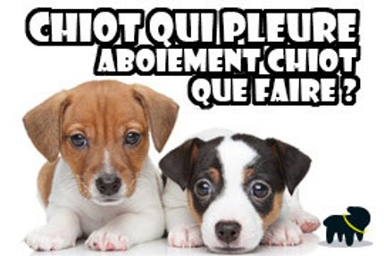 chiot qui pleure