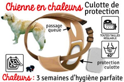 chienne en chaleur
