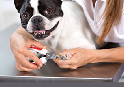 Faut-il couper les griffes de son chien ou de son chat ?