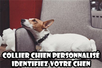 collier personnalisé chien