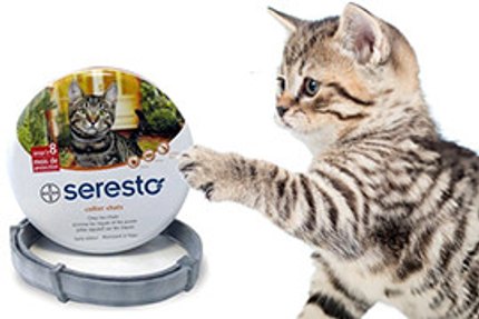 seresto chat
