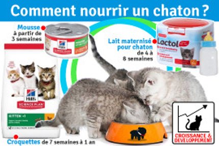 Comment nourrir un chaton