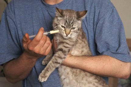 vermifuger un chat