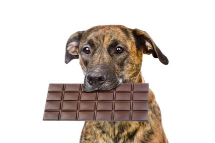 chocolat chien