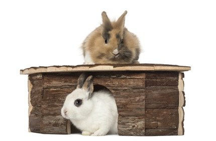 maison pour lapin