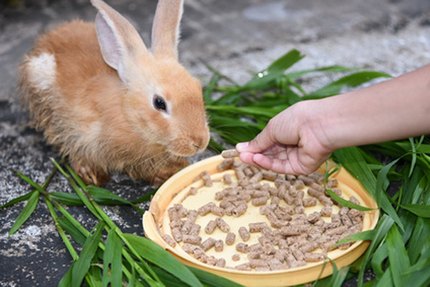 mangeoire lapin
