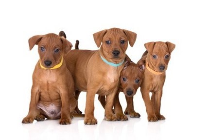Collier identification chiot, collier de naissance
