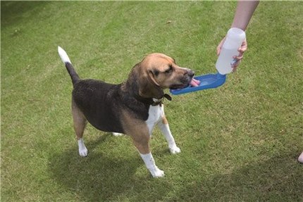 gourde pour chien