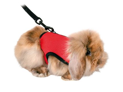 harnais lapin