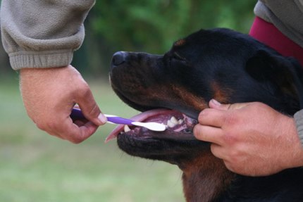 brosse a dent pour chien