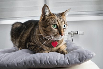 médaille chat