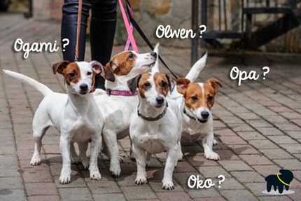 prenom de chien