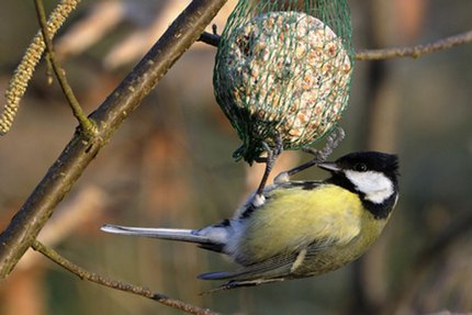 boule de graisse oiseaux