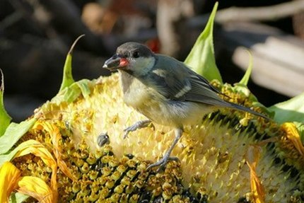 Graines de tournesol pour oiseaux, meilleur prix