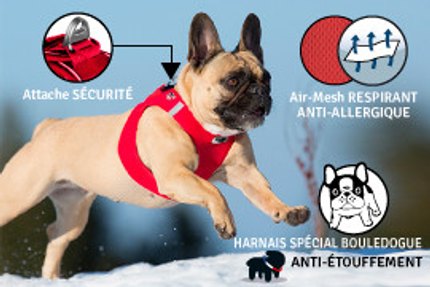 harnais bouledogue français