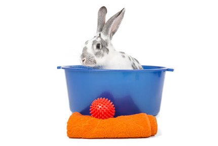 laver un lapin