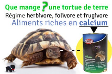 que mange une tortue