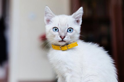 Collier chat anti étranglement personnalisé, sécurité !