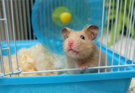 cage hamster