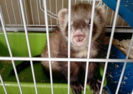 cage furet