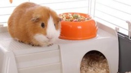 cage cochon d'inde