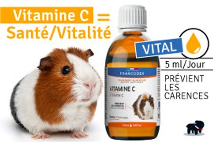 VITAMINE C COCHON D'INDE