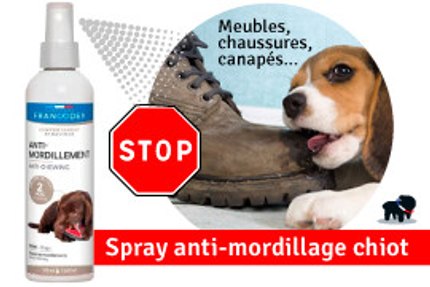 CHIOT MORDILLE