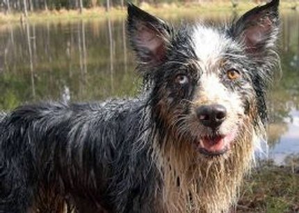 anti odeur chien