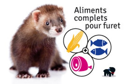 furet nourriture