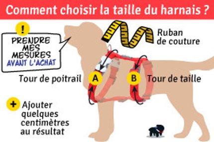 taille harnais chien