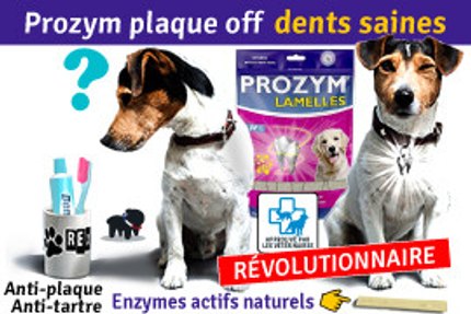 prozym plaque of