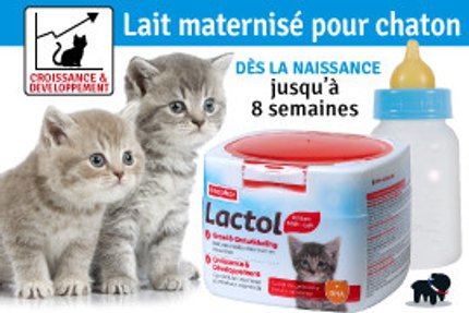 lait chaton