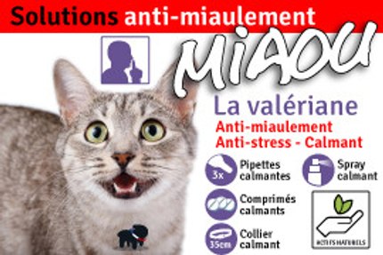 chat miaule 