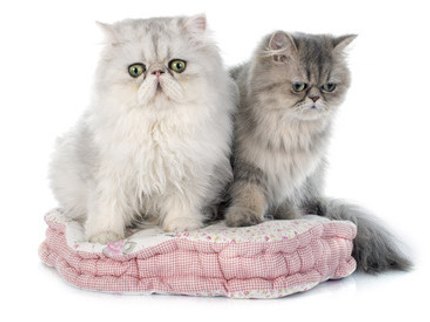 Chat persan, toilettage et soins.
