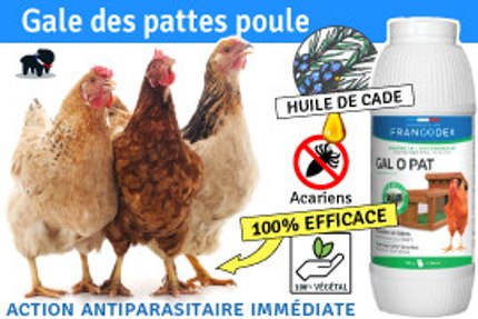 Gale des pattes poule, Conseil, Remède, Résultat !