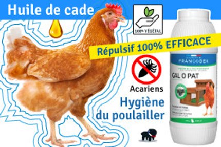 Huile de cade poule : Utilisation, Prix, Efficacité !