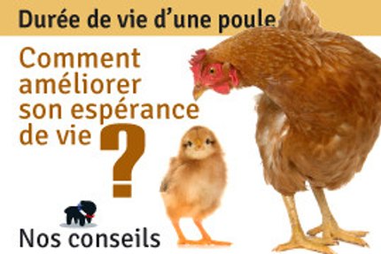 Durée de vie d'une poule, espérance de vie, conseils !