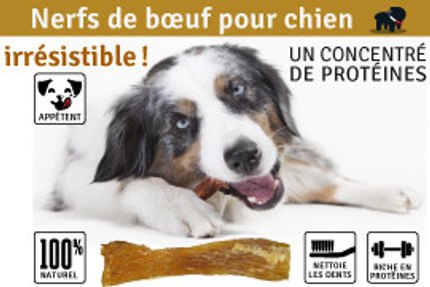 Nerf de bœuf pour chien, conseil d'utilisation