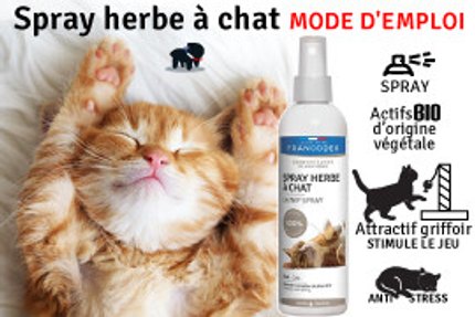 Spray herbe à chat, conseil d'achat, à partir de 5.99 €