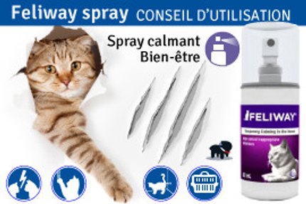 Feliway spray : conseil d'utilisation !